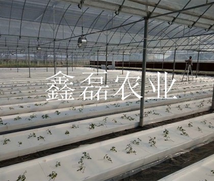 花卉、育苗基地