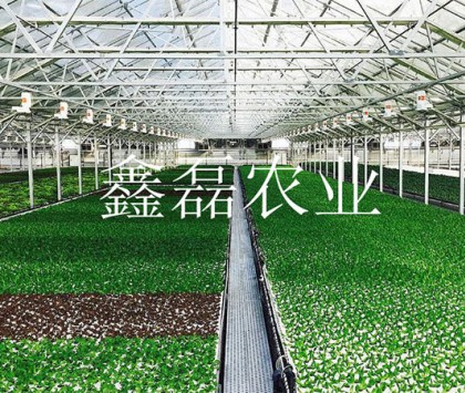 花卉、育苗基地