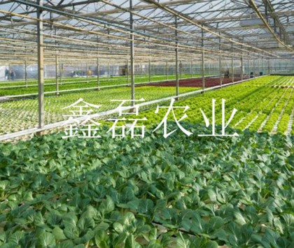 花卉、育苗基地