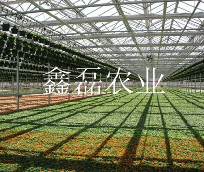 花卉、育苗基地