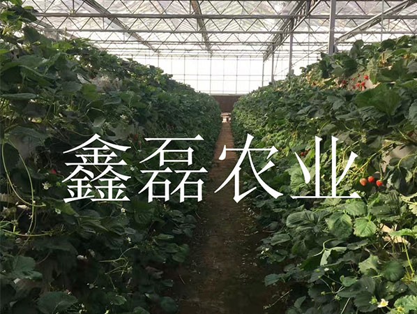 花卉、育苗基地