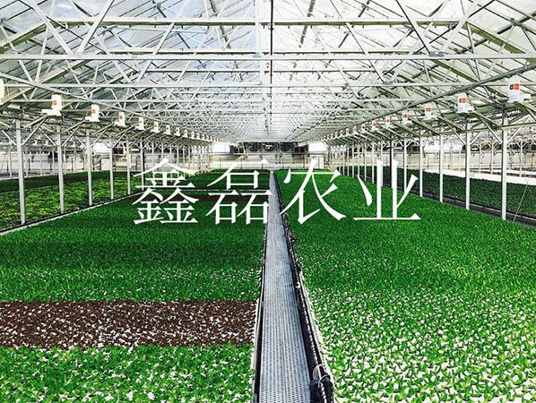 花卉、育苗基地