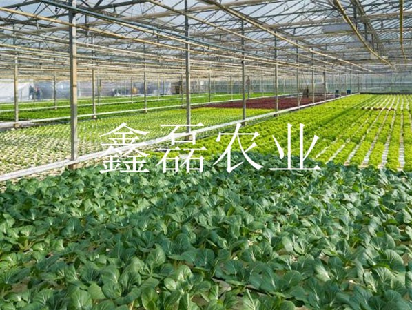 花卉、育苗基地