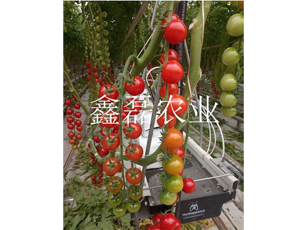 花卉、育苗基地